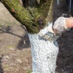 Weiseln_Obstbaum_01