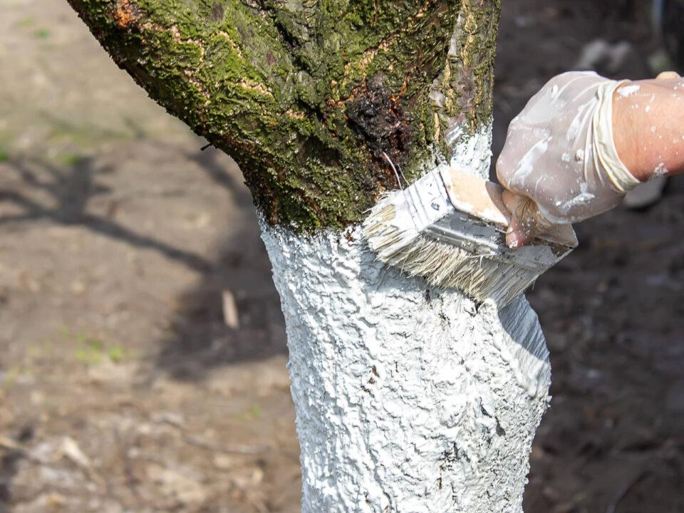Weiseln_Obstbaum_01