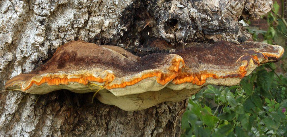 Von Björn Appel (= User:Warden) - self made by Björn Appel, CC BY-SA 3.0, https://commons.wikimedia.org/w/index.php?curid=692569