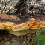 Von Björn Appel (= User:Warden) - self made by Björn Appel, CC BY-SA 3.0, https://commons.wikimedia.org/w/index.php?curid=692569