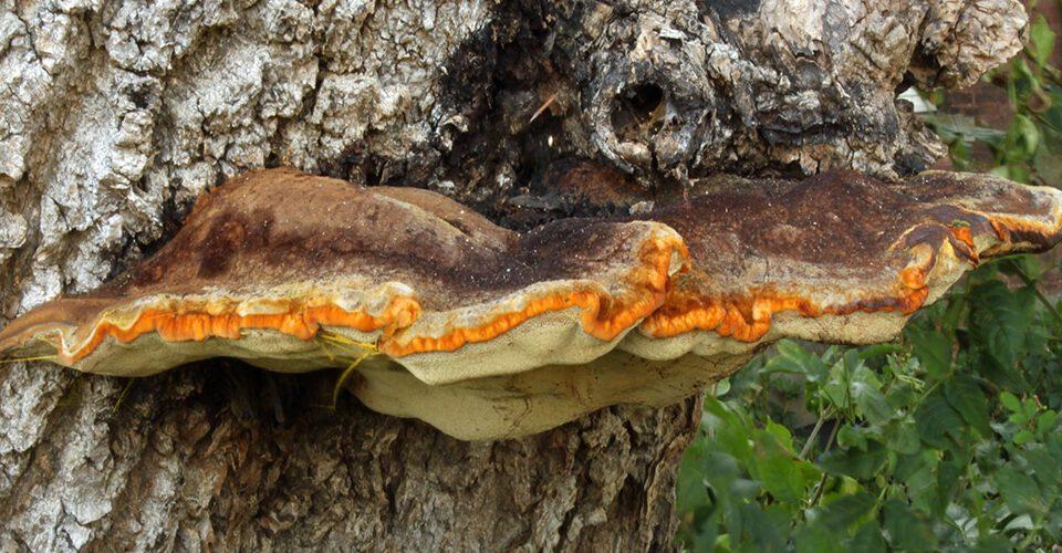 Von Björn Appel (= User:Warden) - self made by Björn Appel, CC BY-SA 3.0, https://commons.wikimedia.org/w/index.php?curid=692569